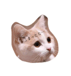 猫のルーク様スタンプ（個別スタンプ：31）