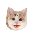 猫のルーク様スタンプ（個別スタンプ：33）