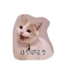 猫のルーク様スタンプ（個別スタンプ：34）