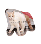 猫のルーク様スタンプ（個別スタンプ：35）