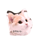 猫のルーク様スタンプ（個別スタンプ：36）