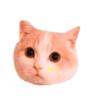猫のルーク様スタンプ（個別スタンプ：38）