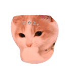 猫のルーク様スタンプ（個別スタンプ：40）