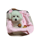 うちのゆきちゃん（個別スタンプ：3）