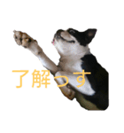 ボストンテリアの小鉄（個別スタンプ：6）
