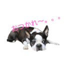 ボストンテリアの小鉄（個別スタンプ：9）