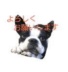 ボストンテリアの小鉄（個別スタンプ：13）