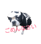 ボストンテリアの小鉄（個別スタンプ：14）