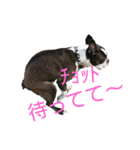 ボストンテリアの小鉄（個別スタンプ：15）