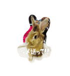 うさぎのむぎちゃん（個別スタンプ：1）