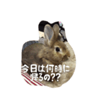 うさぎのむぎちゃん（個別スタンプ：2）