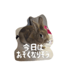 うさぎのむぎちゃん（個別スタンプ：3）