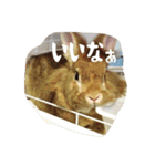 うさぎのむぎちゃん（個別スタンプ：6）