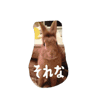うさぎのむぎちゃん（個別スタンプ：11）