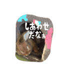 うさぎのむぎちゃん（個別スタンプ：15）