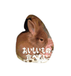 うさぎのむぎちゃん（個別スタンプ：19）