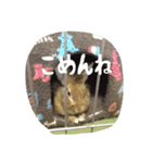 うさぎのむぎちゃん（個別スタンプ：22）