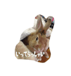 うさぎのむぎちゃん（個別スタンプ：25）
