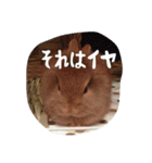 うさぎのむぎちゃん（個別スタンプ：31）