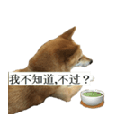 Shiba Inu is Let me also speak！ 2（個別スタンプ：1）
