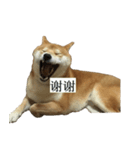 Shiba Inu is Let me also speak！ 2（個別スタンプ：2）