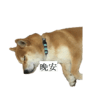 Shiba Inu is Let me also speak！ 2（個別スタンプ：3）