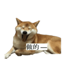 Shiba Inu is Let me also speak！ 2（個別スタンプ：4）