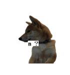 Shiba Inu is Let me also speak！ 2（個別スタンプ：5）