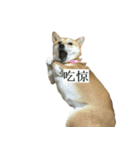 Shiba Inu is Let me also speak！ 2（個別スタンプ：6）