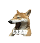 Shiba Inu is Let me also speak！ 2（個別スタンプ：7）