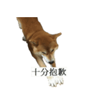 Shiba Inu is Let me also speak！ 2（個別スタンプ：8）