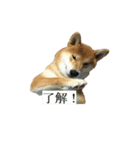Shiba Inu is Let me also speak！ 2（個別スタンプ：9）