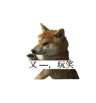 Shiba Inu is Let me also speak！ 2（個別スタンプ：10）