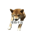 Shiba Inu is Let me also speak！ 2（個別スタンプ：11）