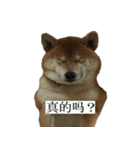 Shiba Inu is Let me also speak！ 2（個別スタンプ：12）