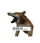 Shiba Inu is Let me also speak！ 2（個別スタンプ：13）