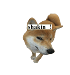 Shiba Inu is Let me also speak！ 2（個別スタンプ：14）