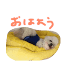マイエンジェルびきゅ（個別スタンプ：1）