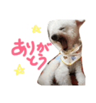 マイエンジェルびきゅ（個別スタンプ：5）