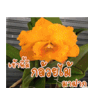 orchid thai5（個別スタンプ：4）