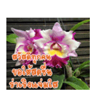 orchid thai5（個別スタンプ：5）