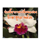 orchid thai5（個別スタンプ：6）