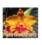 orchid thai5（個別スタンプ：7）