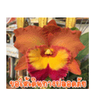 orchid thai5（個別スタンプ：12）