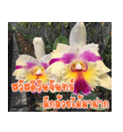 orchid thai5（個別スタンプ：13）
