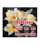 orchid thai5（個別スタンプ：15）