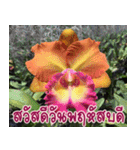 orchid thai5（個別スタンプ：16）