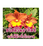orchid thai5（個別スタンプ：19）