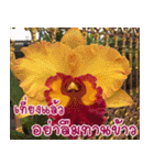 orchid thai5（個別スタンプ：20）