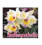 orchid thai5（個別スタンプ：22）
